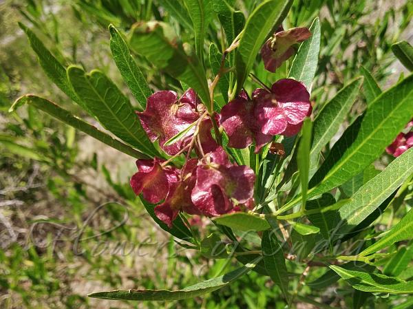 Dodonaea Viscosa Hop Bush